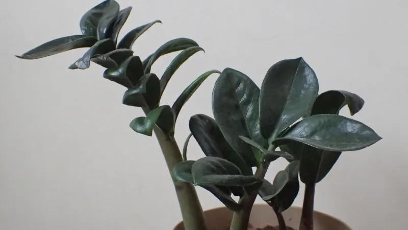 ZZ plant (Zamioculcas zamiifolia 'Zenzi') with dark, glossy leaflets
